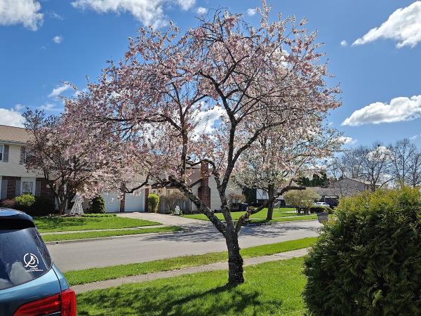 Challengers Tree Service