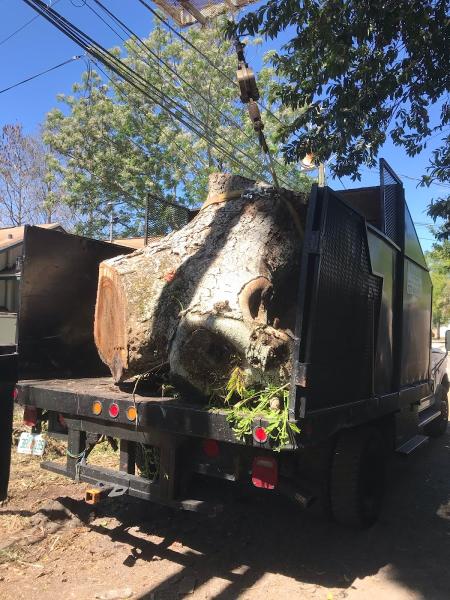 Jr Trees Service