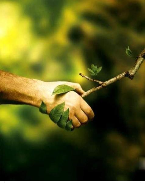 R's Tree Care