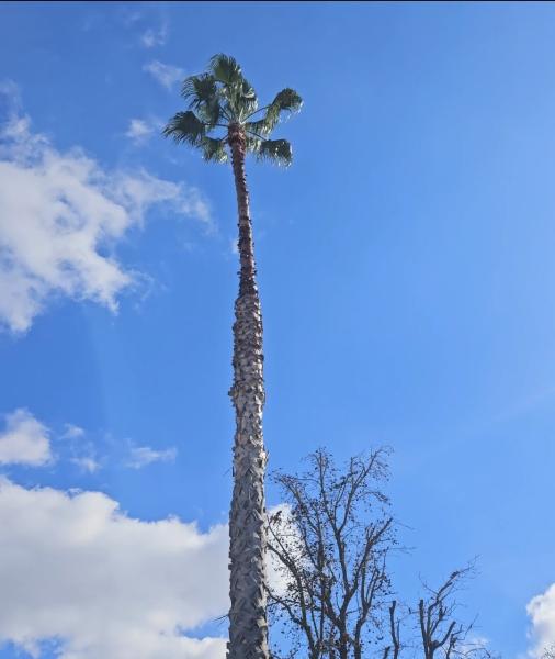 R's Tree Care