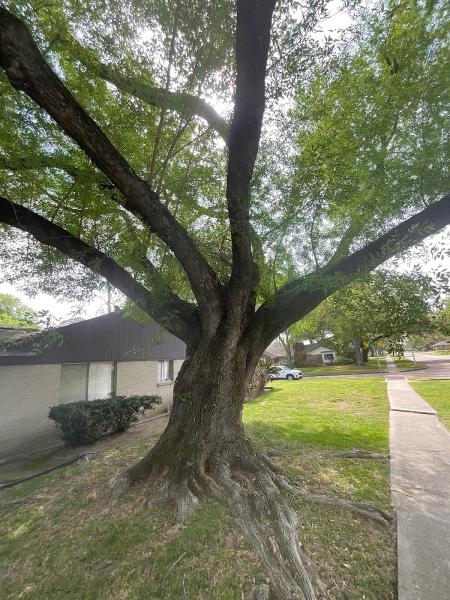 Jones Road Tree Service