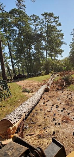 Land Arbor Management