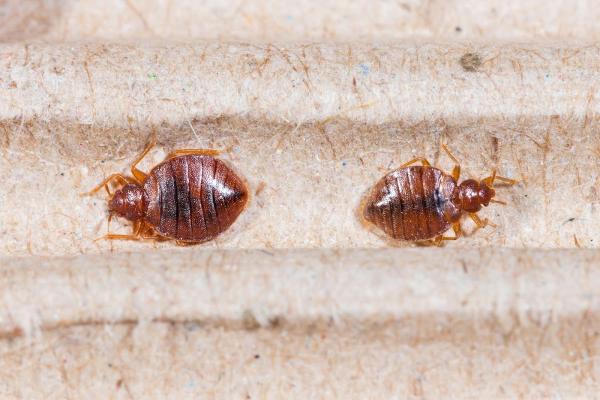 Fusion Pest Control
