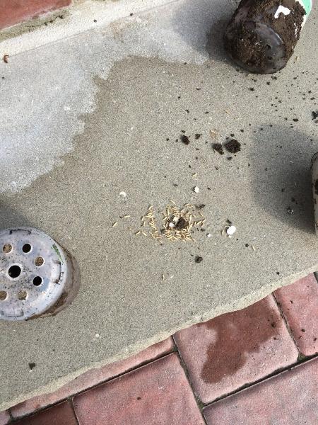 Rest Easy Pest Control