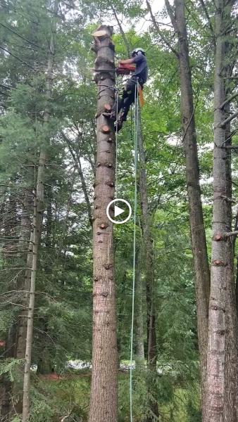 Eco-Arborcare