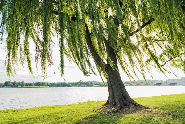 Willow Landscape Management