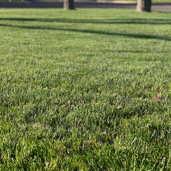 Lawngevity Lawn Control LLC