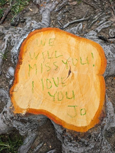 California Tree Service