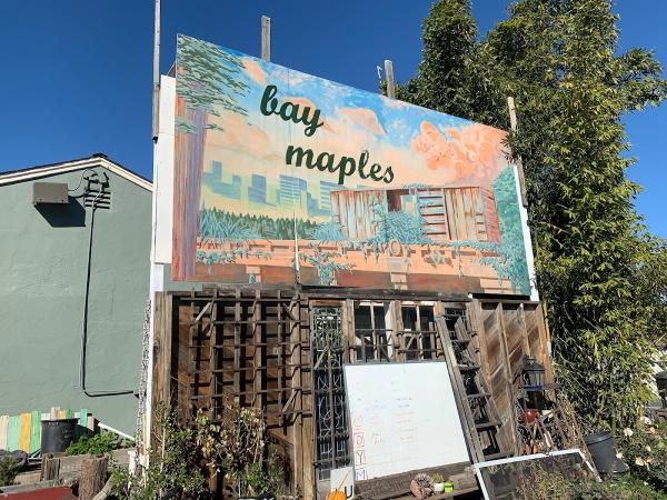 Bay Maples