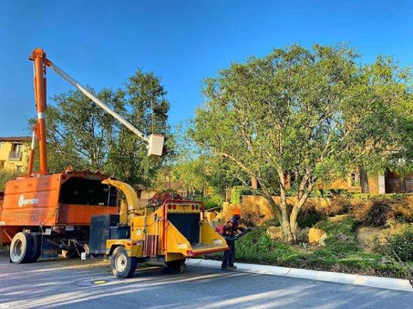 Supreme Tree Experts
