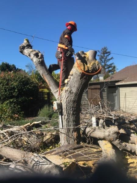 Supreme Tree Experts