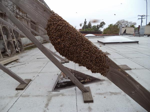 Hive Pro Bee Removal Inc.
