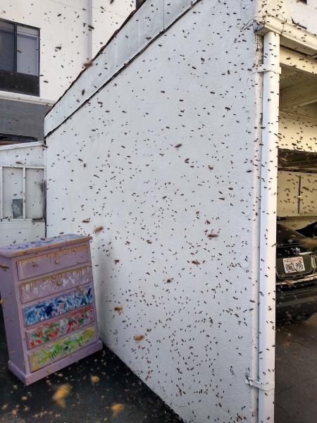 Hive Pro Bee Removal Inc.