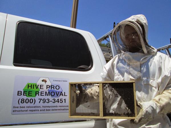 Hive Pro Bee Removal Inc.