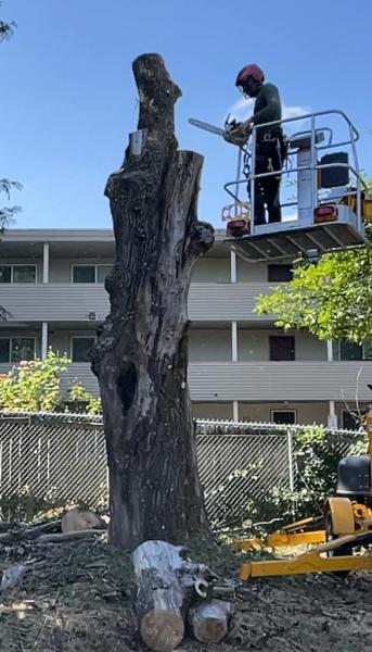 The New Northern Tree Services