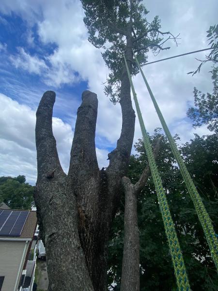 4seasons Tree Service & Landscaping LLC