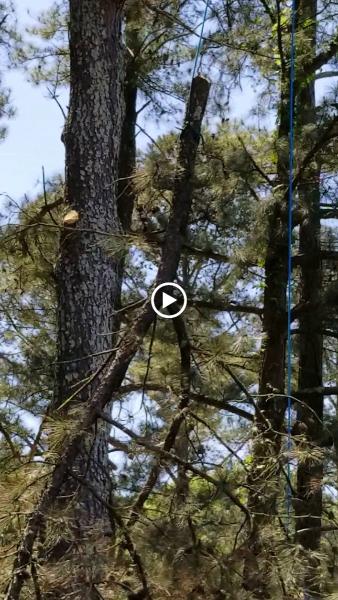 Treemax Expert Tree Service LLC
