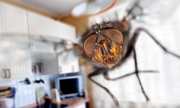 Bug Masters Exterminating Co.
