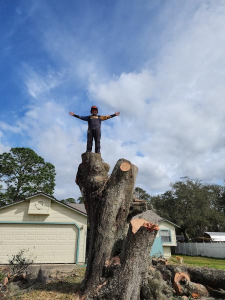 Tree Timber LLC