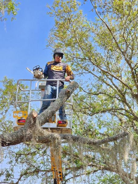 Tree Timber LLC