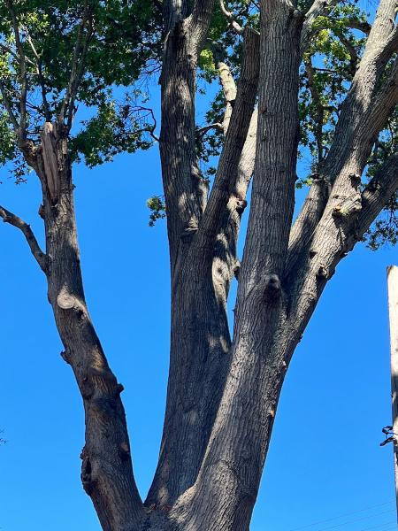 EZ Tree Solutions
