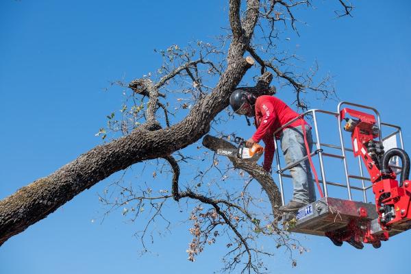 Clean Edge Tree Service Wisconsin