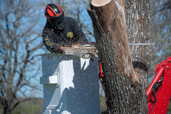 Clean Edge Tree Service Wisconsin