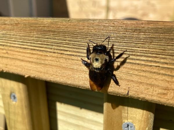 First Look Home Inspection