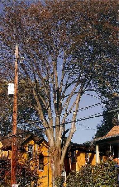 Lenk Tree Service