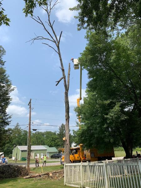 Lenk Tree Service
