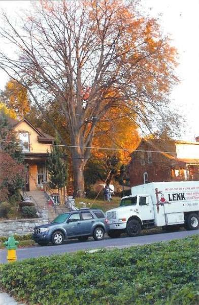 Lenk Tree Service