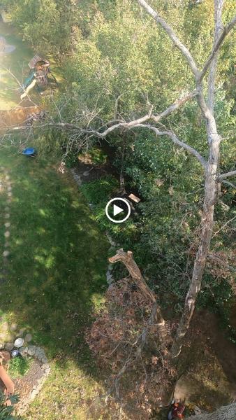Dos Amigos Tree Experts