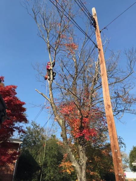 Dos Amigos Tree Experts