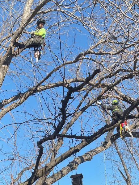 Arbor Aesthetics Tree Service