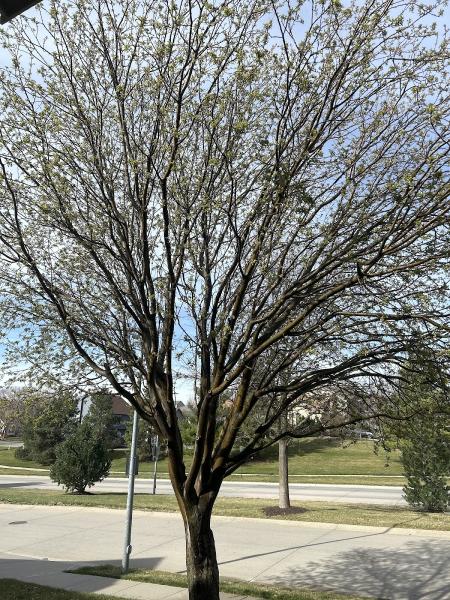 Arbor Aesthetics Tree Service