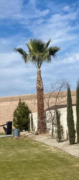 Joya's Tree Service
