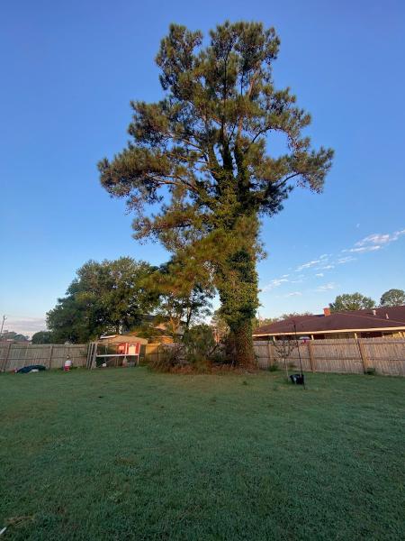 757 Lawn and Trees