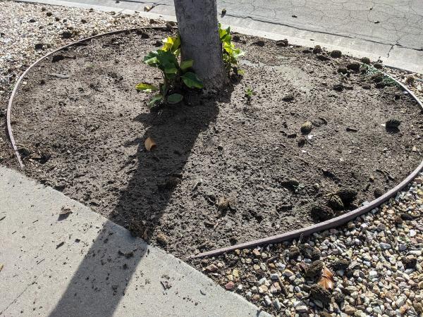 Pro Savannah Landscaping