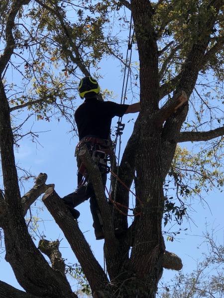 Florida Tree Care Services