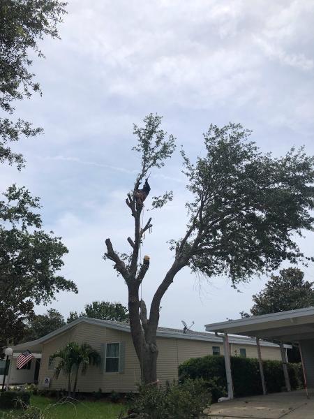 Florida Tree Care Services