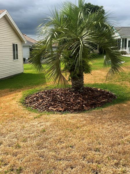D C Tree Services & Landscaping