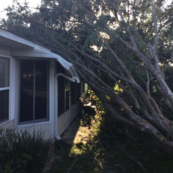 D C Tree Services & Landscaping