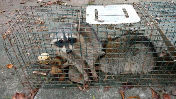 Ray's Pest Control and Wildlife Removal