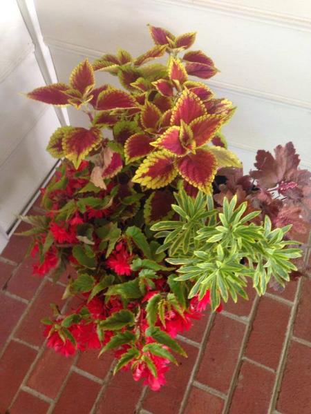 Lauren's Garden Service and Native Plant Nursery