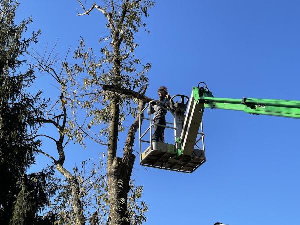 Central PA Tree & Shrub Removal