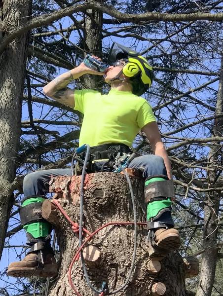 Central PA Tree & Shrub Removal