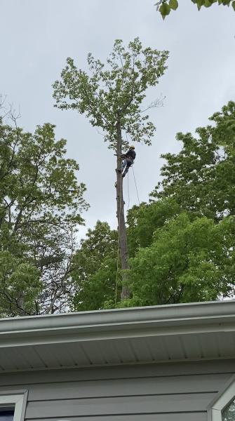 Top Notch Tree Service