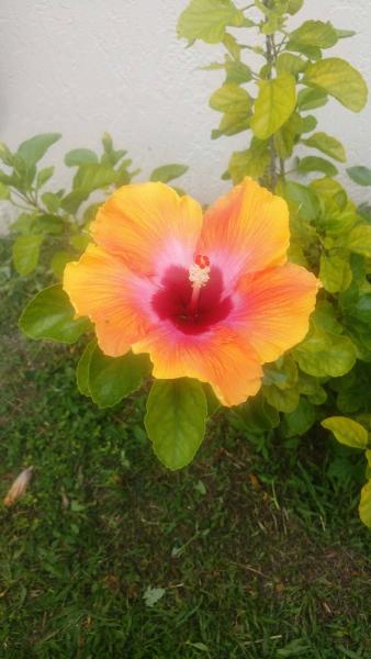 Clean Cut Lawn Care and Landscaping