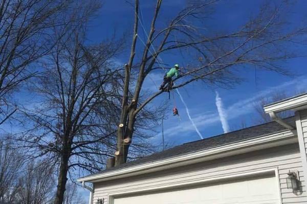 Iclimb Tree Service