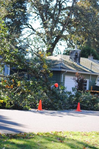 Olympia Tree Team